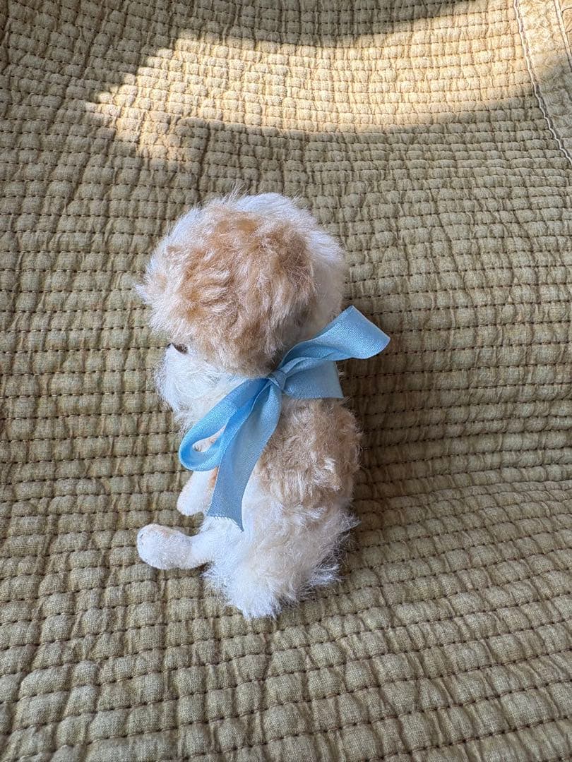 美品、hacodeco、シーズー犬、最終価格‼️