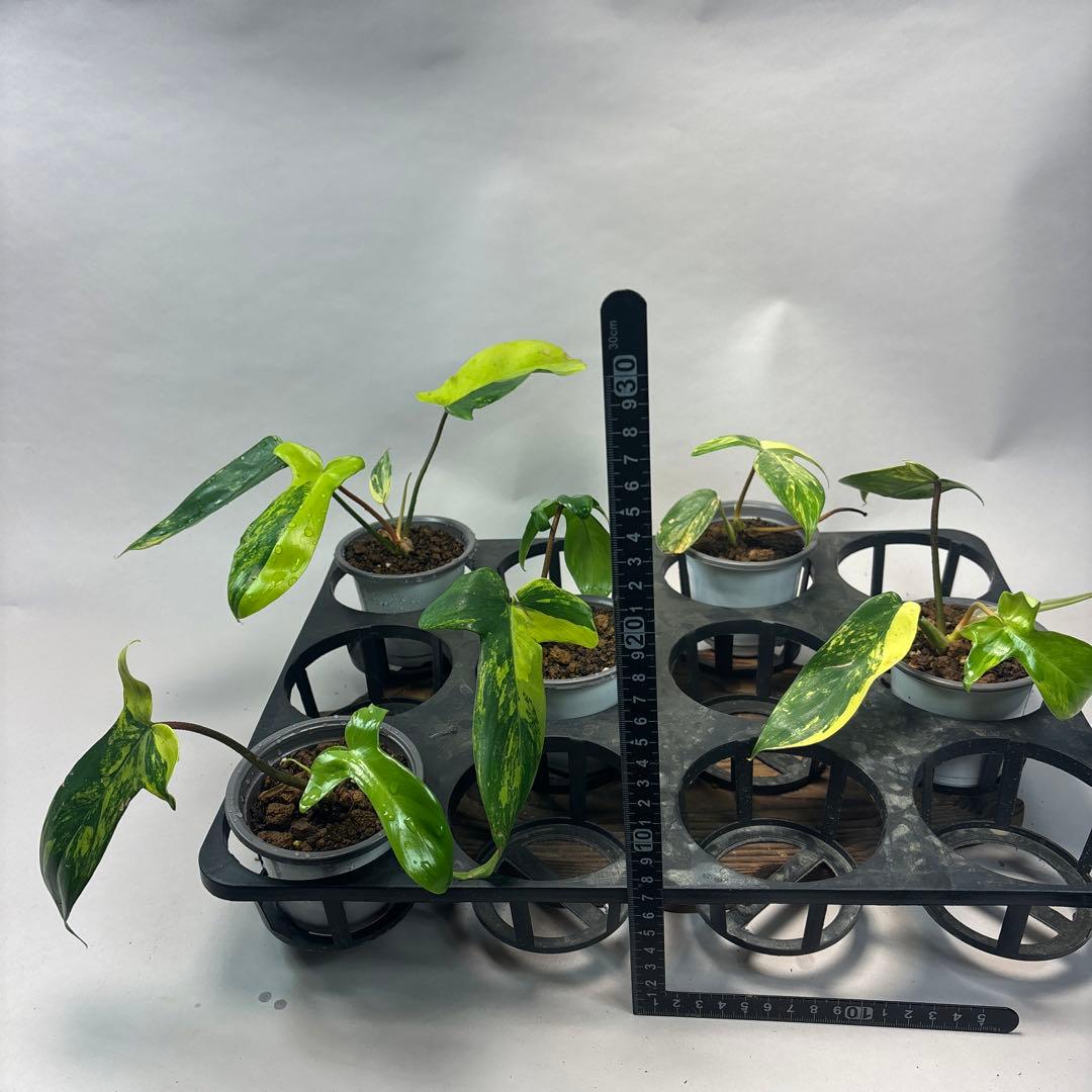 h*y様 5株セットms38フィロデンドロン・フロリダビューティー・バリエガータ