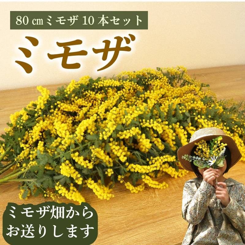 ミモザ切り花　80cm✕8本　おまけつき