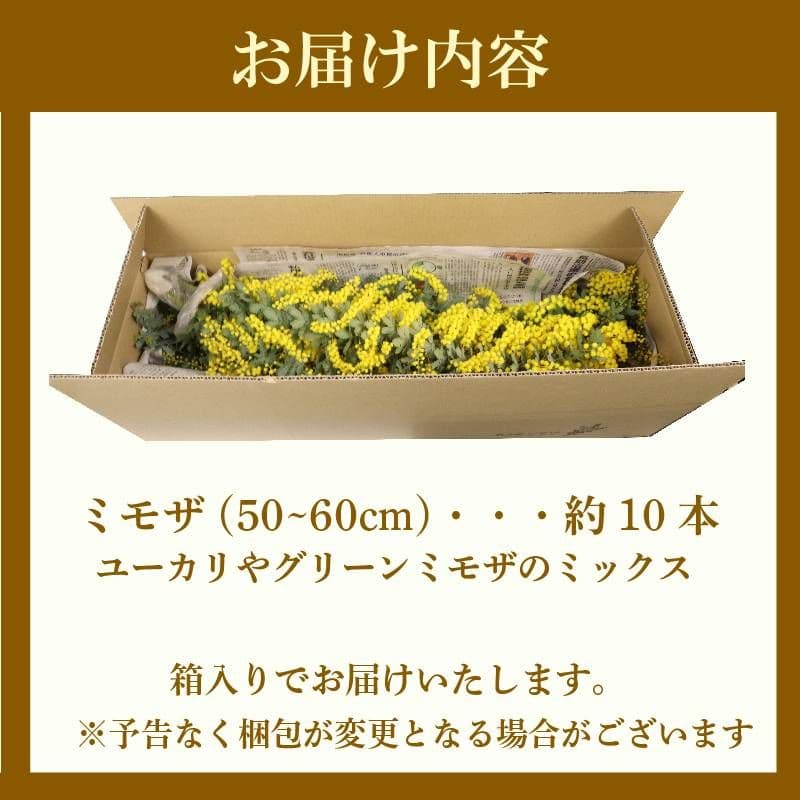 ミモザ切り花　80cm✕8本　おまけつき