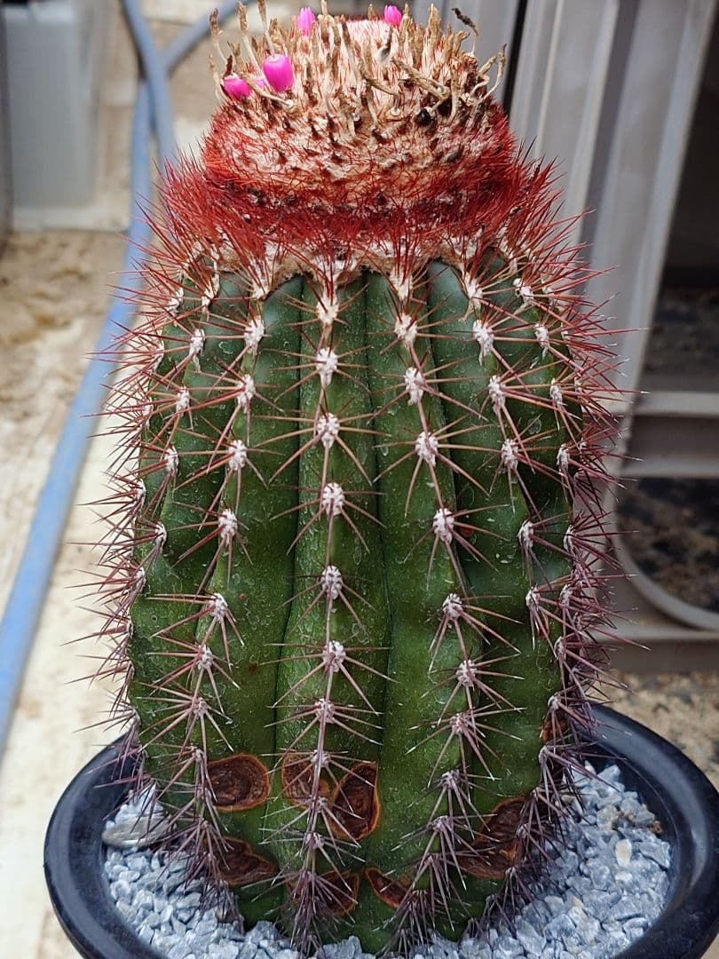 希少　サボテン　柱型メロカクタス　ブロードウェイ　実生