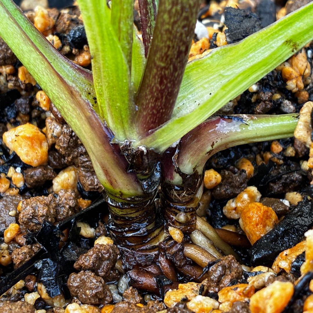 あ*号様 639☘️ラスト2☘️タグ付☘️6号☘️唯一無二☘️クッキリ色抜けベイ