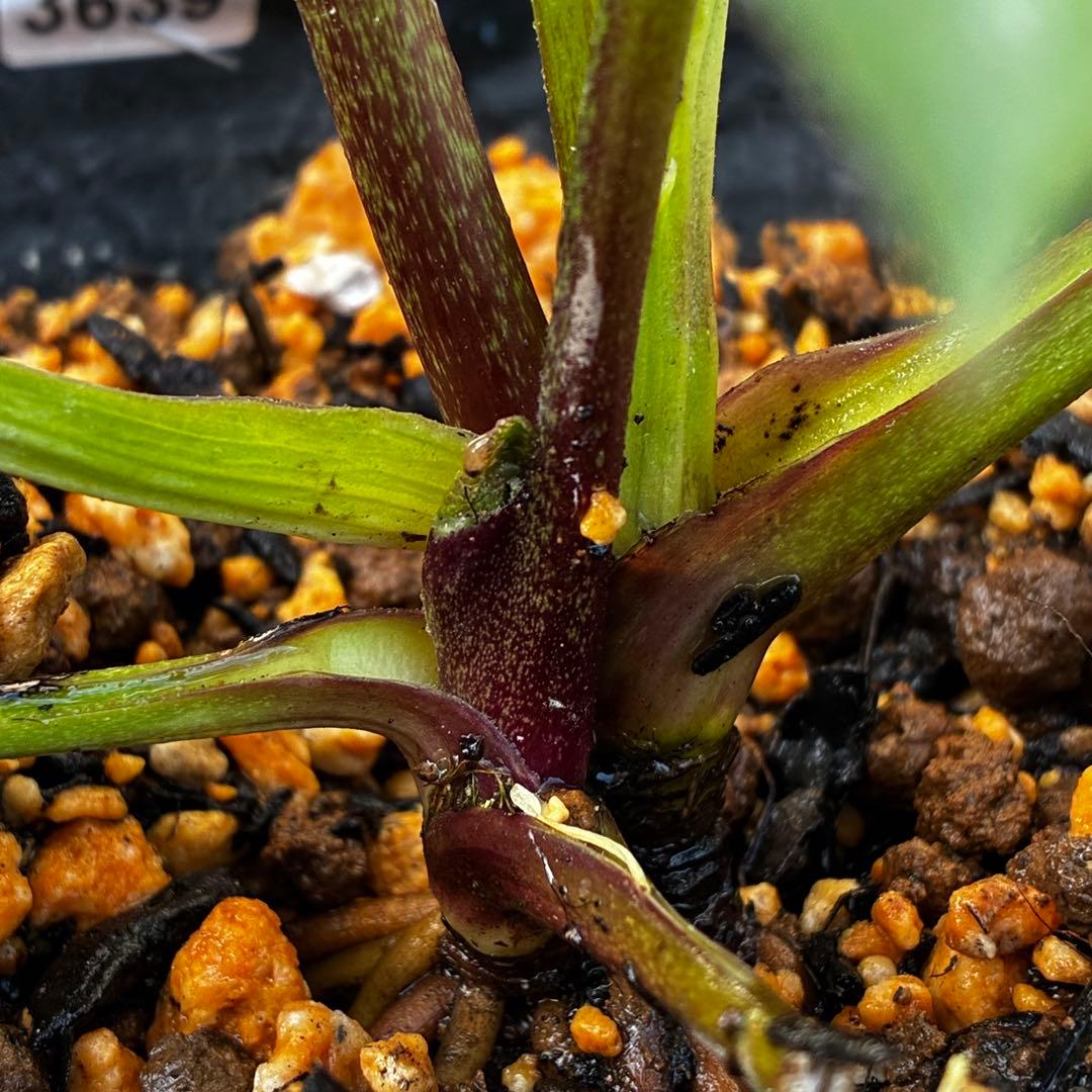 あ*号様 639☘️ラスト2☘️タグ付☘️6号☘️唯一無二☘️クッキリ色抜けベイ