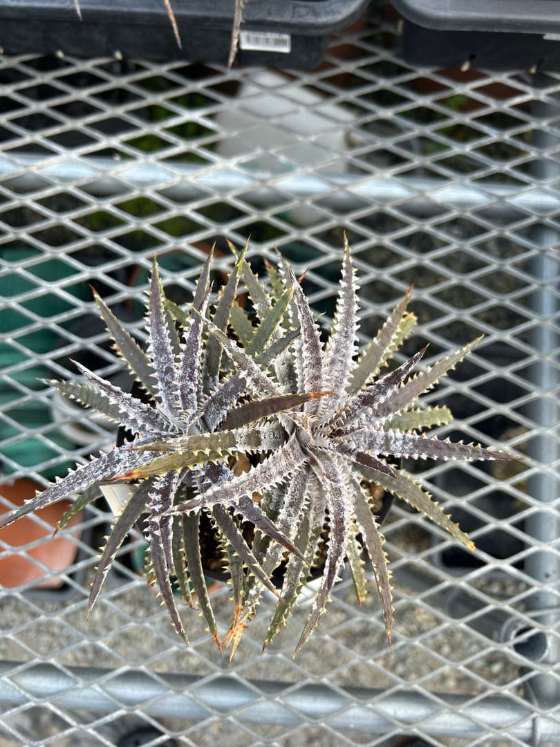 ディッキア Dyckia 'Brittle Star' F3 D051