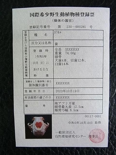 ★貴重！美！　カラカル　頭骨 No.1　※登録票付