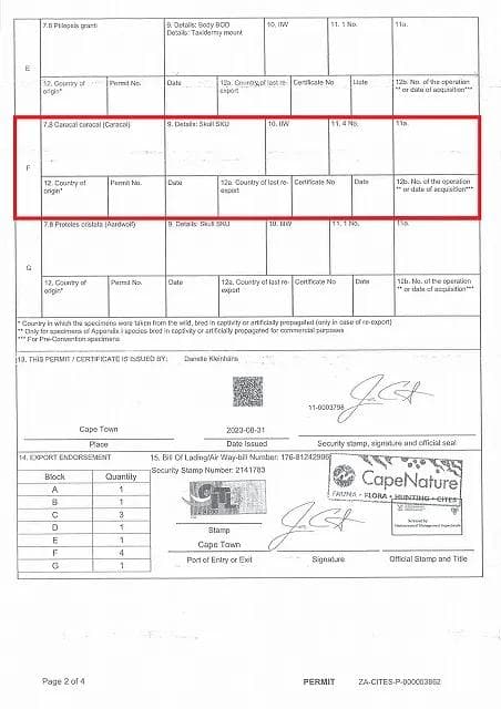 ★貴重！美！　カラカル　頭骨 No.1　※登録票付