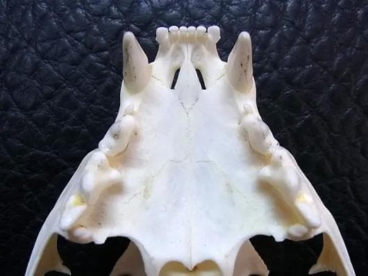 ★貴重！美！　カラカル　頭骨 No.1　※登録票付