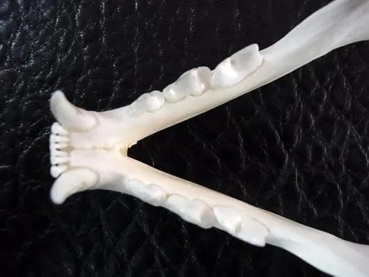 ★貴重！美！　カラカル　頭骨 No.1　※登録票付