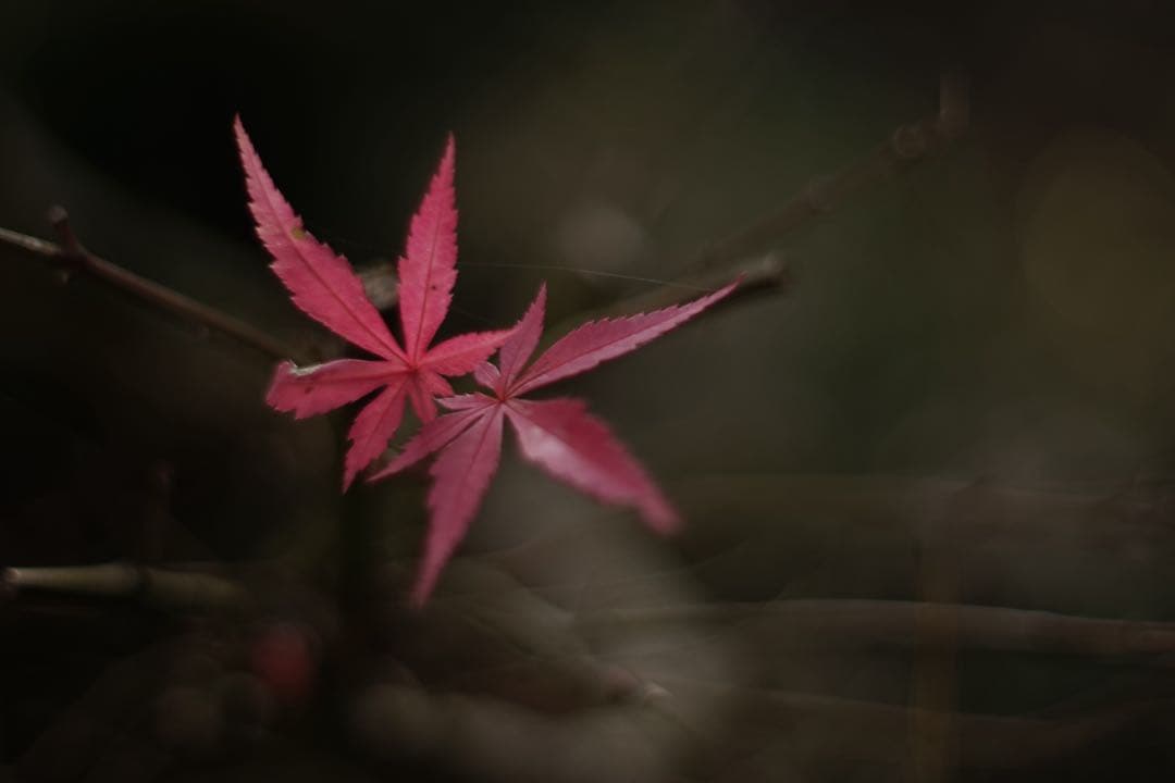作例付き　Nikon Ai 50mm F1.2 管mpr