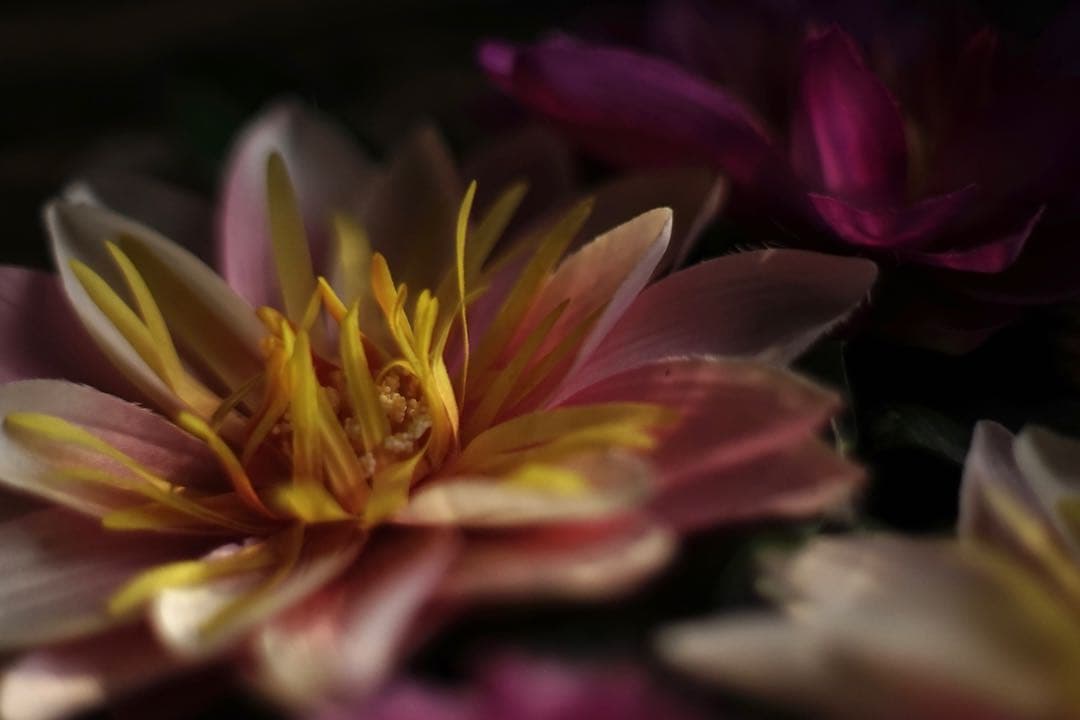 作例付き　Nikon Ai 50mm F1.2 管mpr