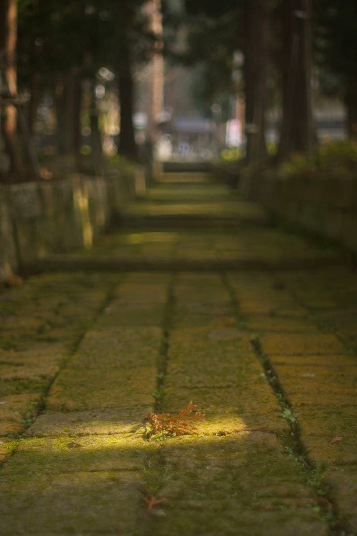 作例付き　Nikon Ai 50mm F1.2 管mpr