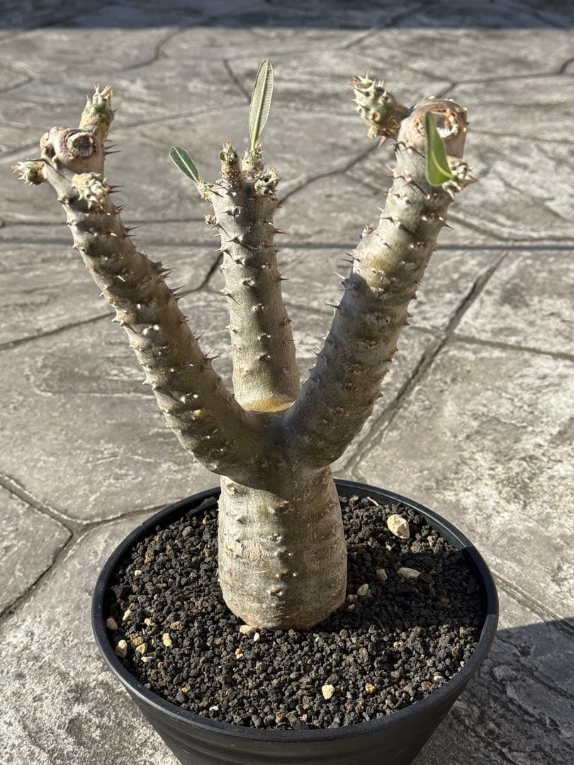 パキポディウム　サンデルシー　実生　発根済み