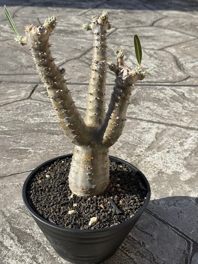 パキポディウム　サンデルシー　実生　発根済み