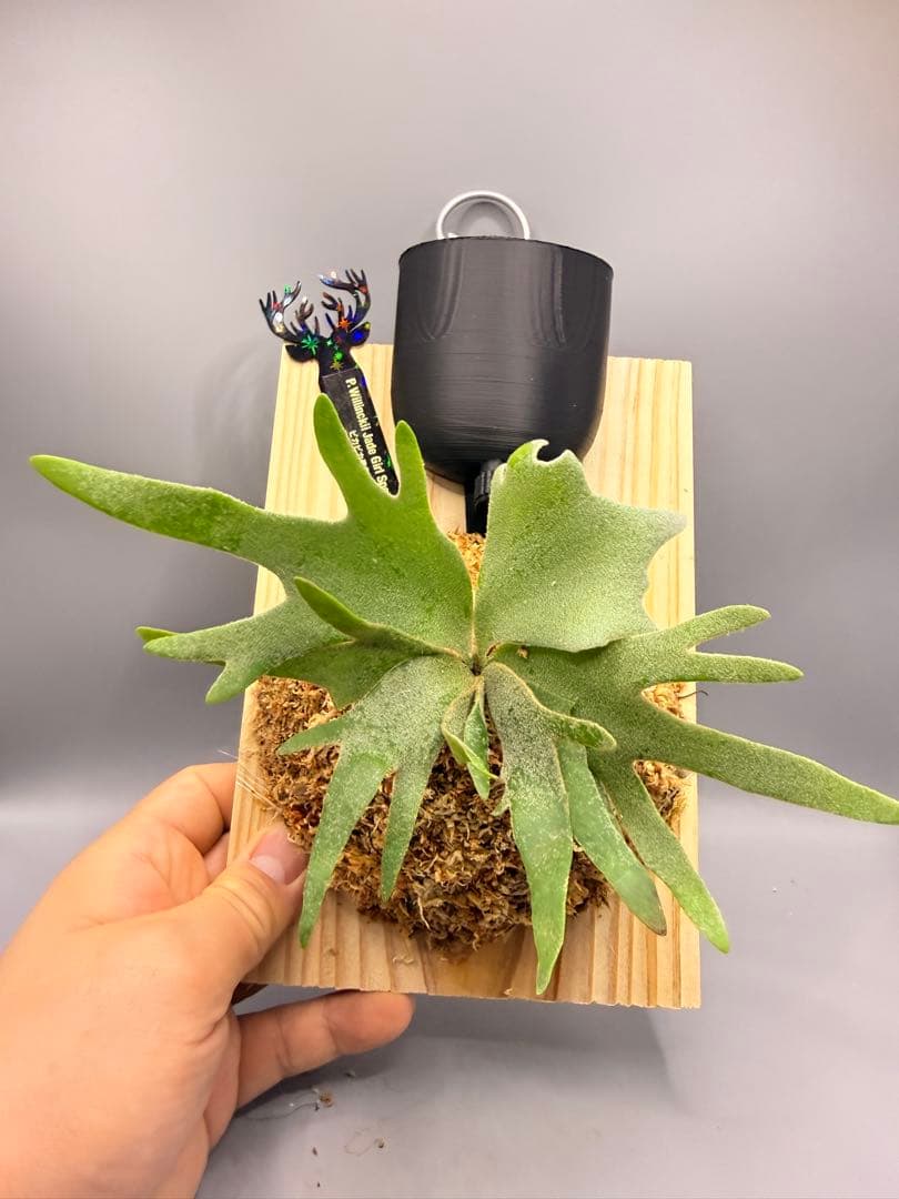 激大サイズ　ビカクシダP.willinckii Jade Girl spore