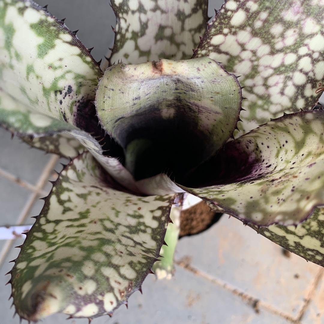 ブロメリア・エアープランツ Billbergia Alaka I