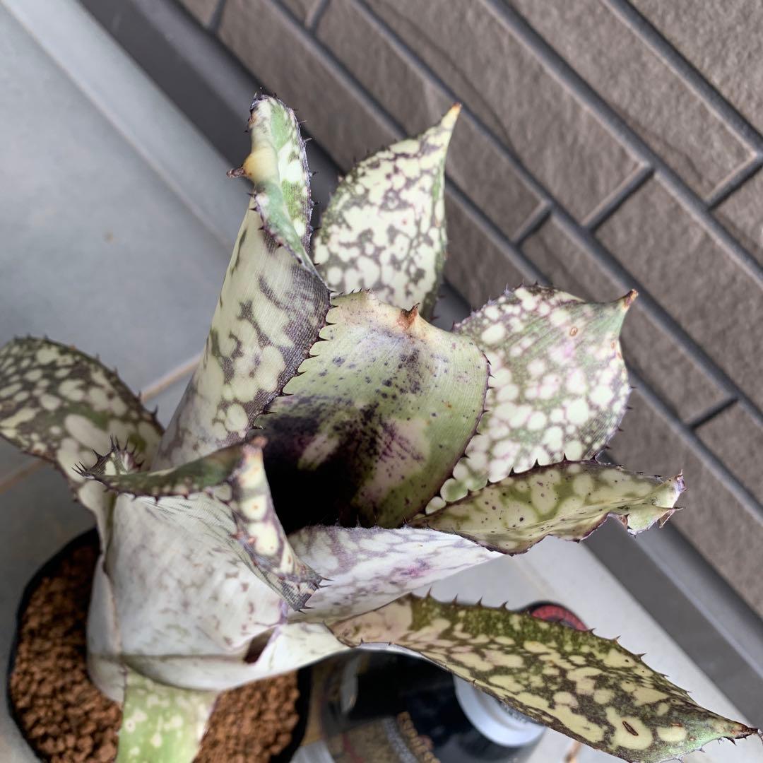 ブロメリア・エアープランツ Billbergia Alaka I