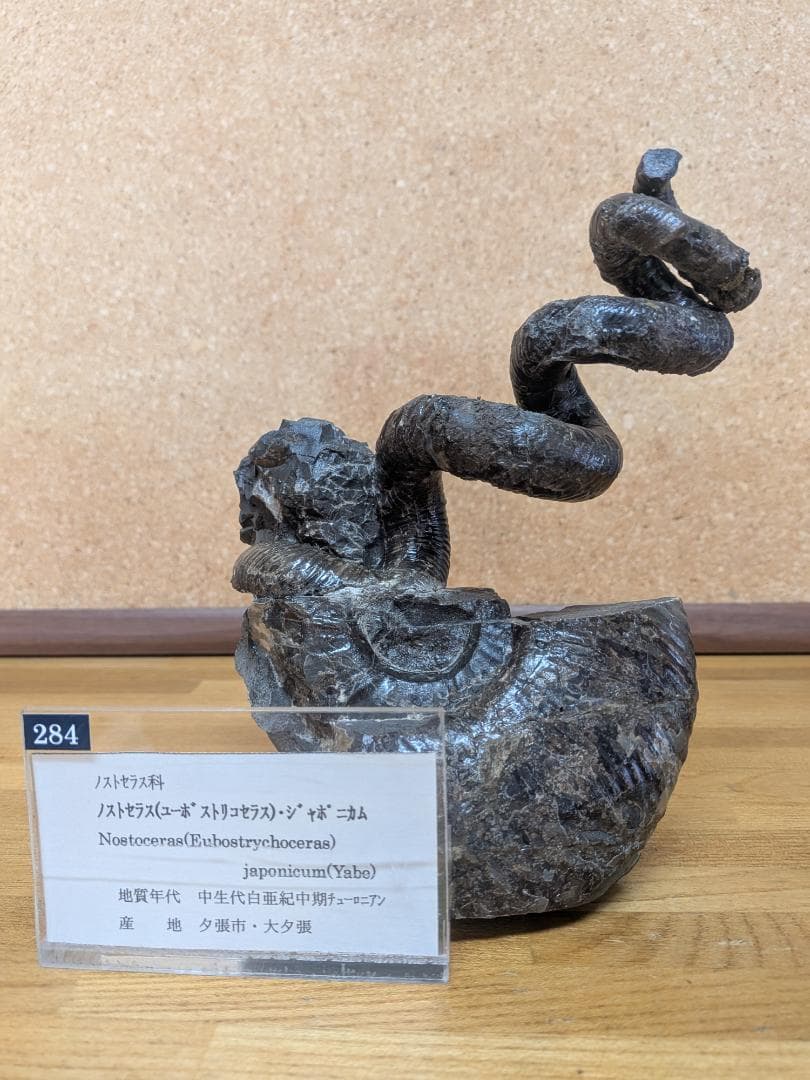 V*t様 アンモナイト化石 異常巻(284)