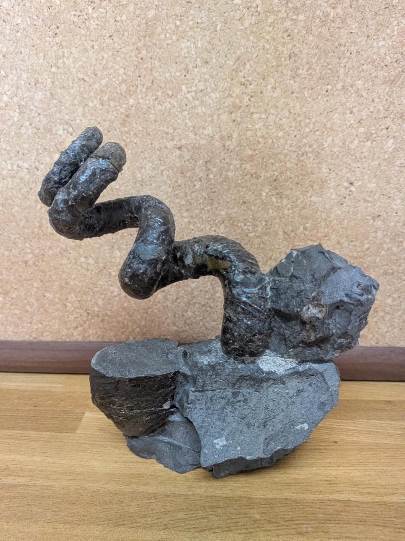 V*t様 アンモナイト化石 異常巻(284)