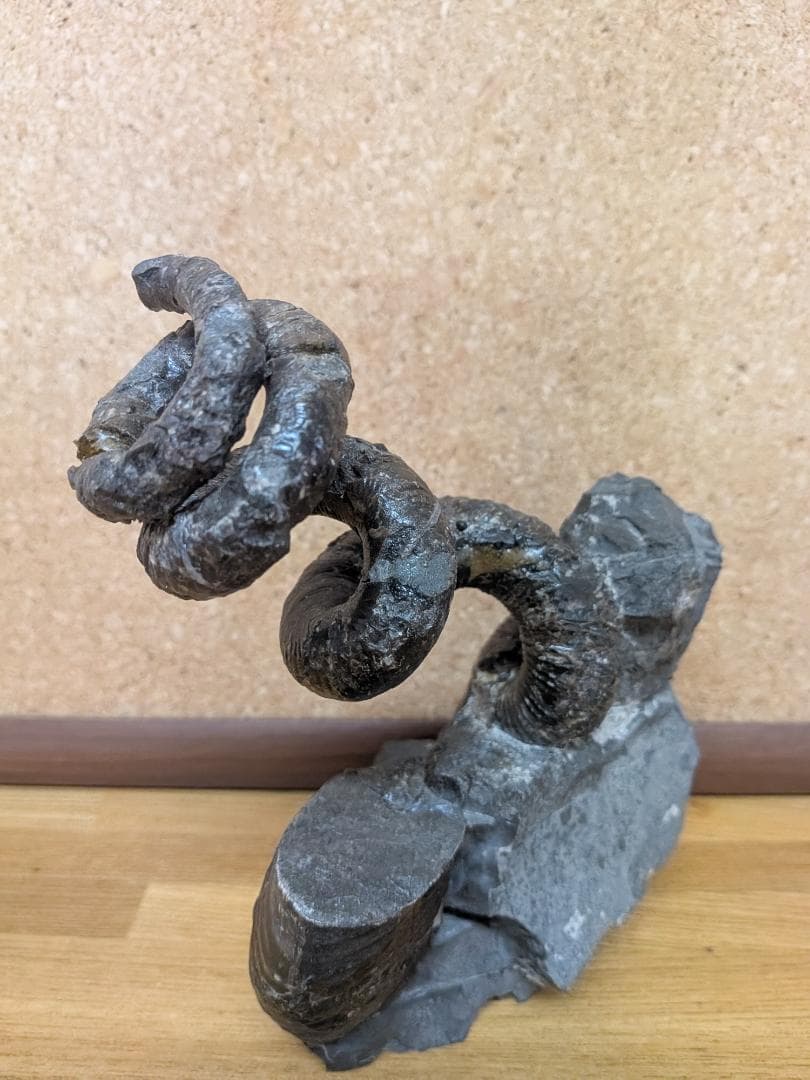 V*t様 アンモナイト化石 異常巻(284)