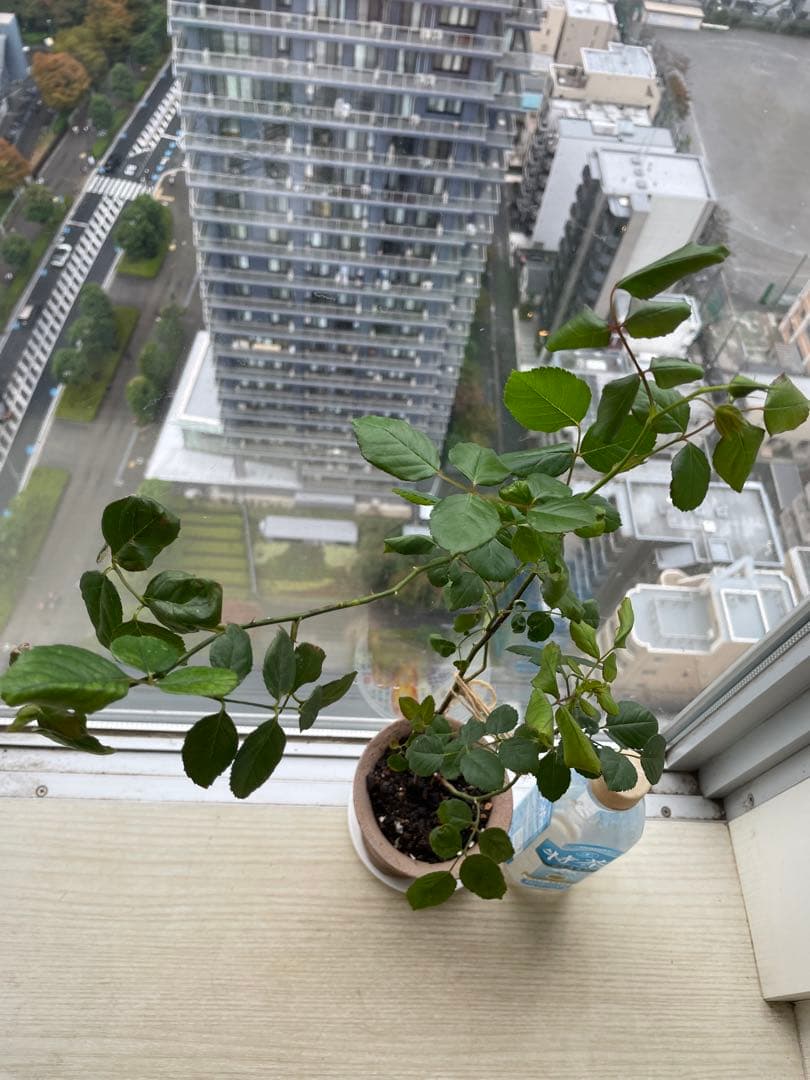 セール！残りわずか！超強香手間要らず強健種！香り高い名門フレンチローズ バラ苗