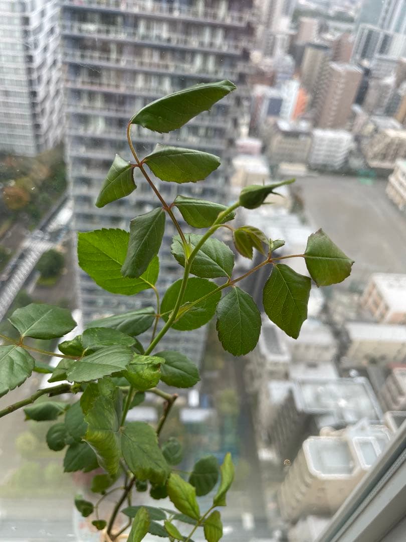 セール！残りわずか！超強香手間要らず強健種！香り高い名門フレンチローズ バラ苗