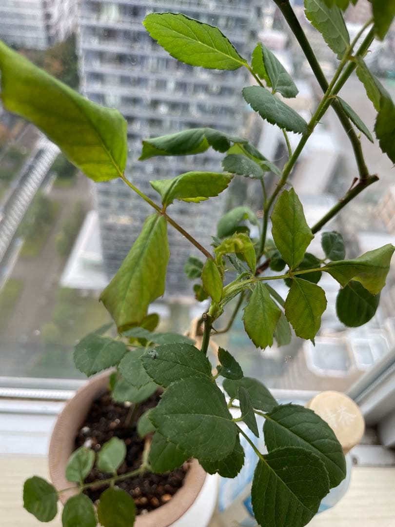 セール！残りわずか！超強香手間要らず強健種！香り高い名門フレンチローズ バラ苗