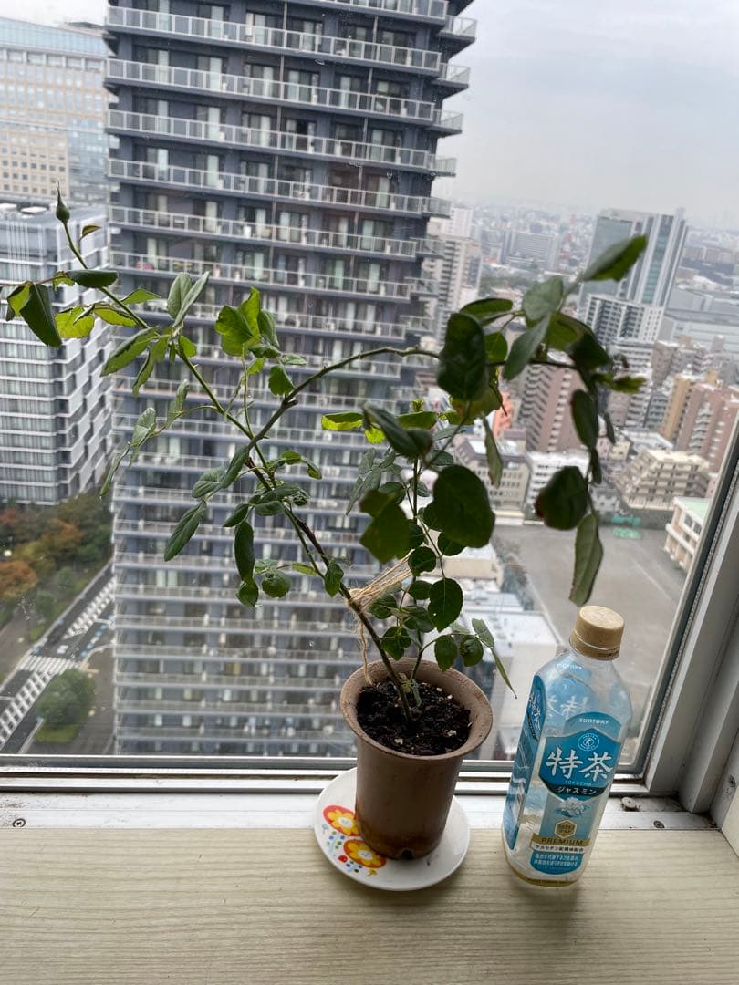 セール！残りわずか！超強香手間要らず強健種！香り高い名門フレンチローズ バラ苗