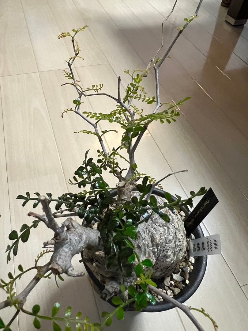 オペルクリカリアパキプス