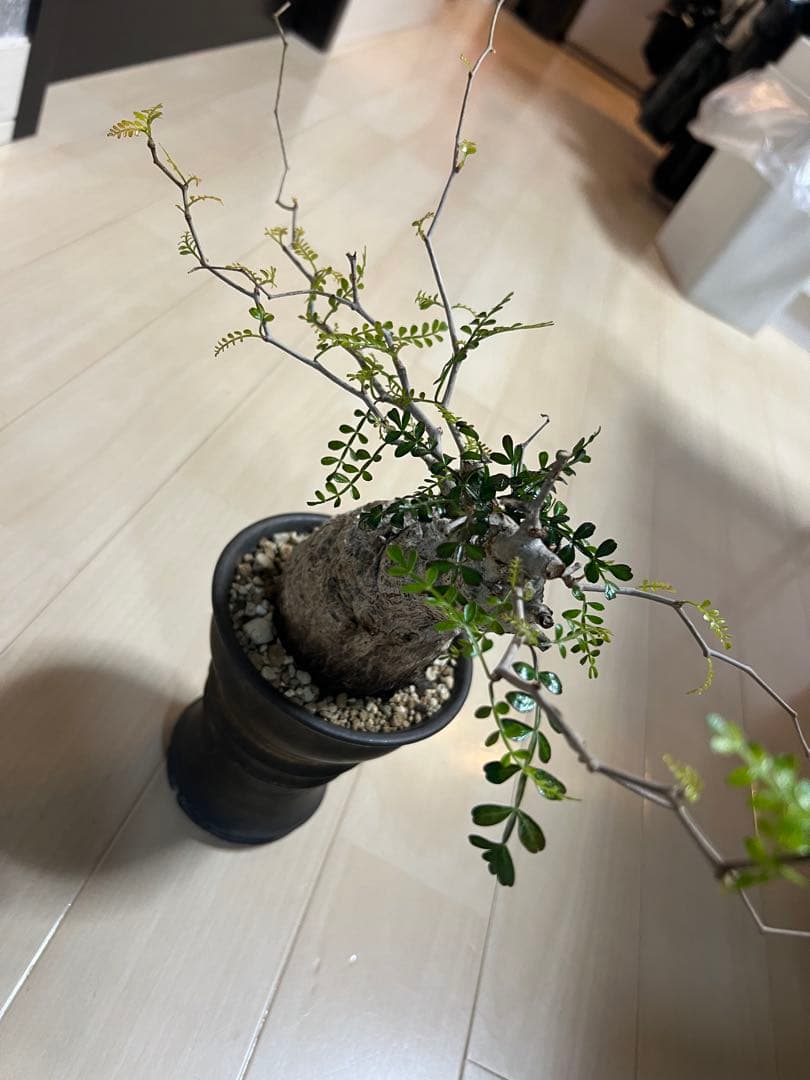 オペルクリカリアパキプス