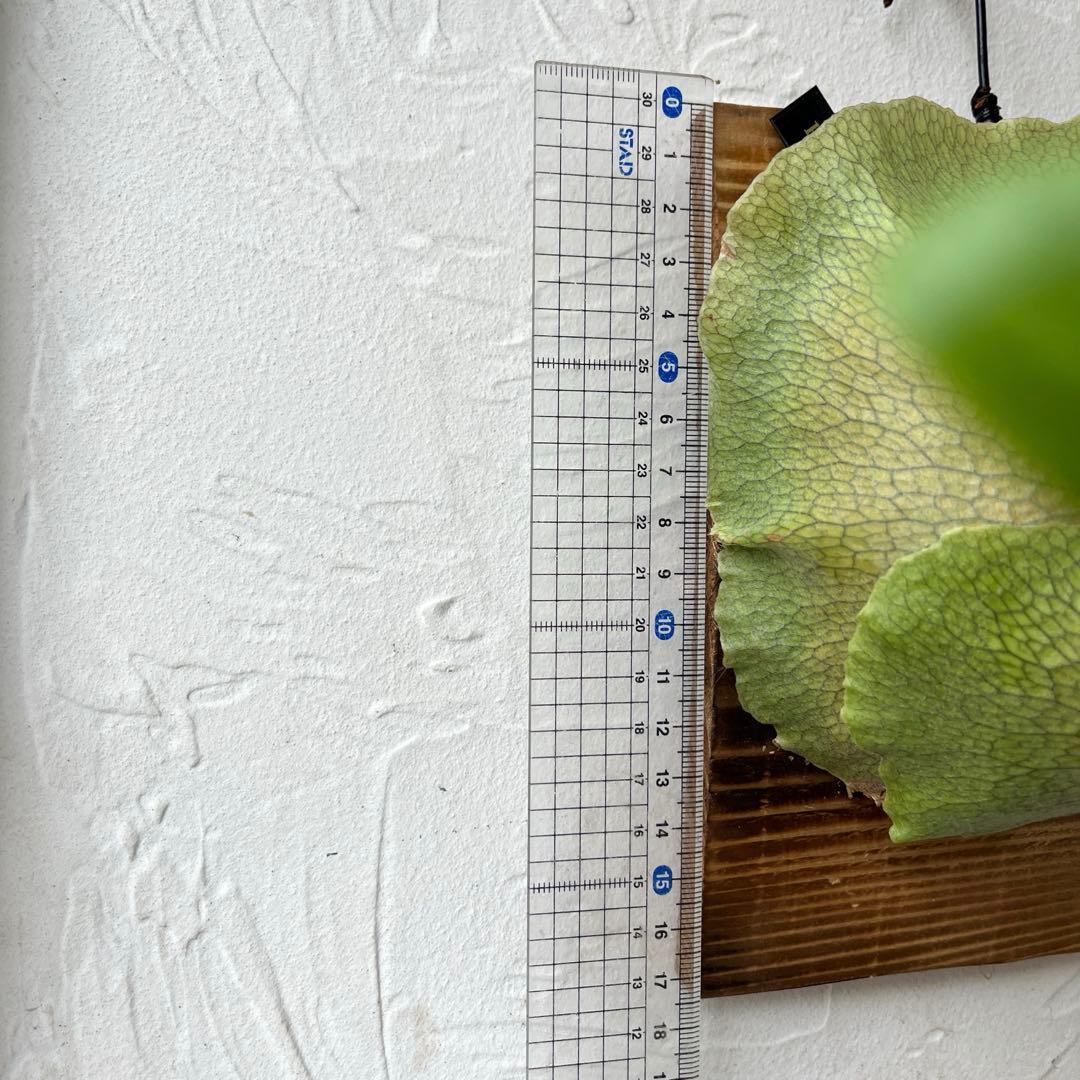 ビカクシダ　ヒリー　ンガサイ　板付