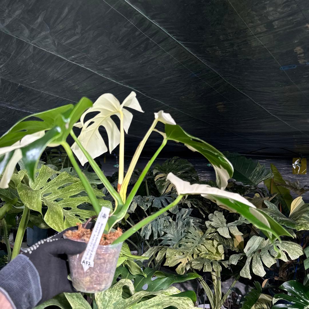 AF2 モンステラ　ボルギシアナ　アルボ　ホワイトタイガー白斑　健康カット苗