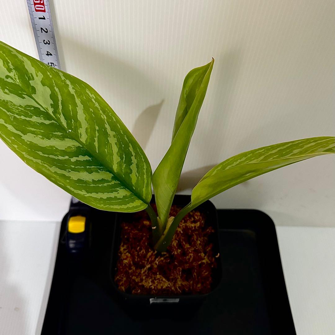 アグラオネマ ニティドゥム カーティシー 観葉植物 LEON レオン 2