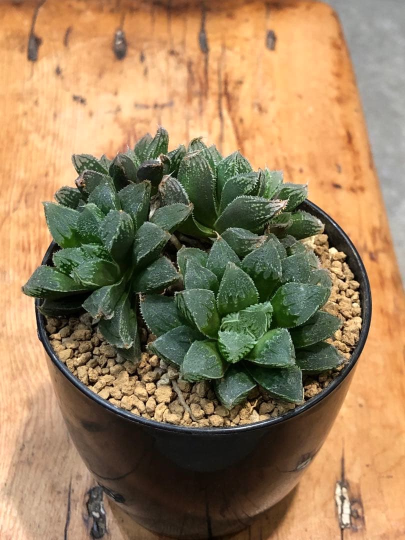 ハオルチア・氷砂糖