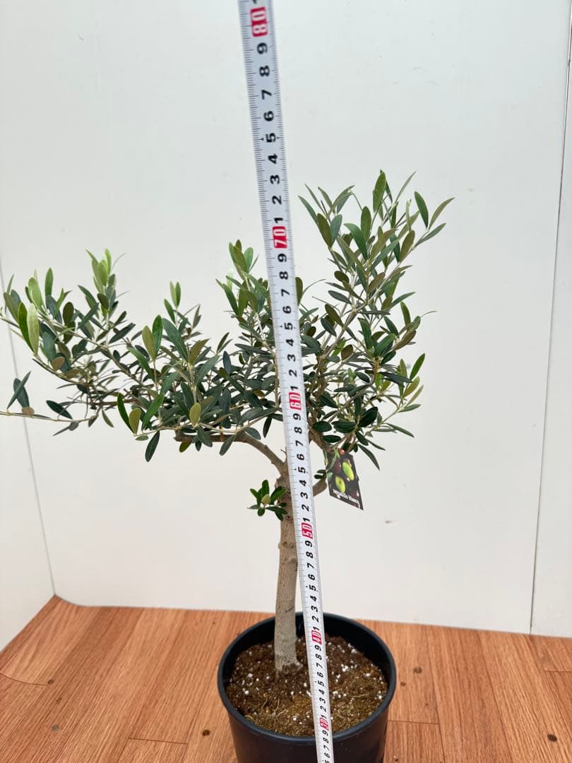 オリーブ　創樹　ネバディロブランコ　10