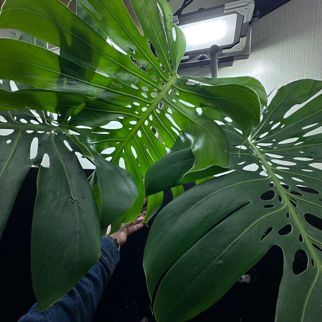 モンステラデリシオーサマクロコズム超希少系統鉢植え78センち