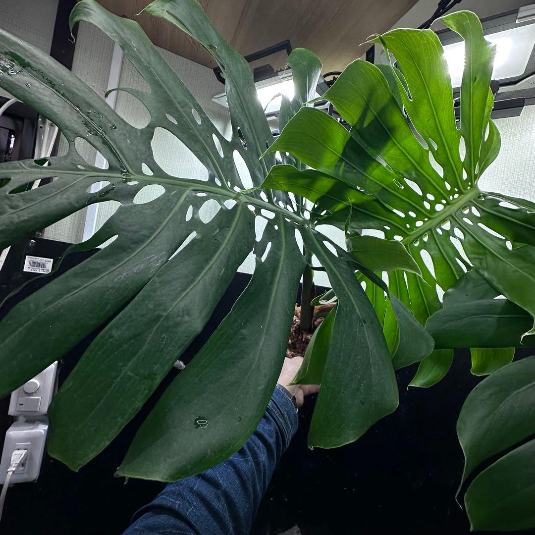 モンステラデリシオーサマクロコズム超希少系統鉢植え78センち