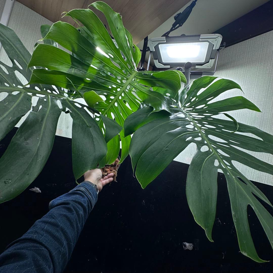 モンステラデリシオーサマクロコズム超希少系統鉢植え78センち