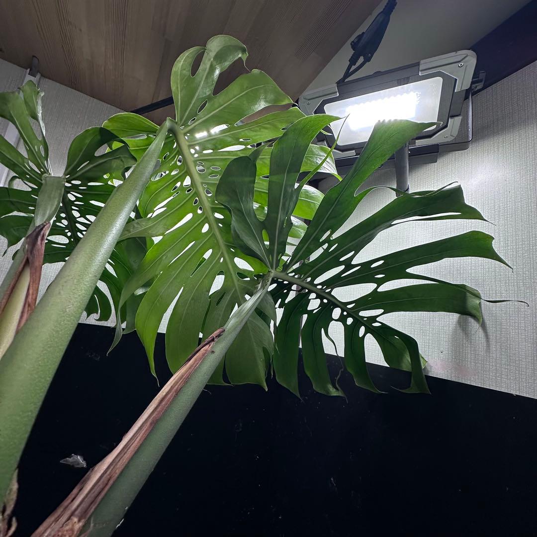 モンステラデリシオーサマクロコズム超希少系統鉢植え78センち