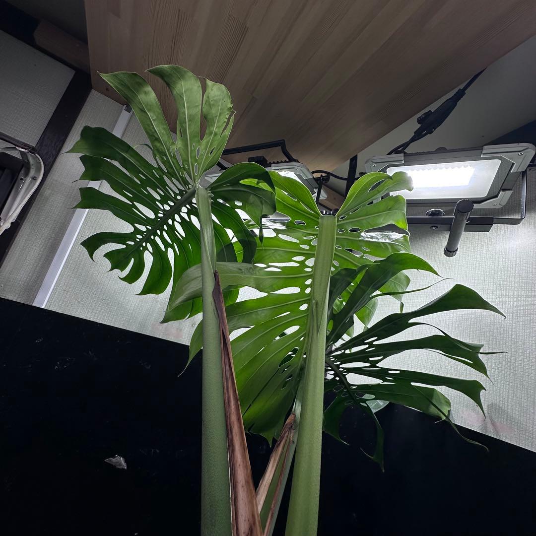 モンステラデリシオーサマクロコズム超希少系統鉢植え78センち