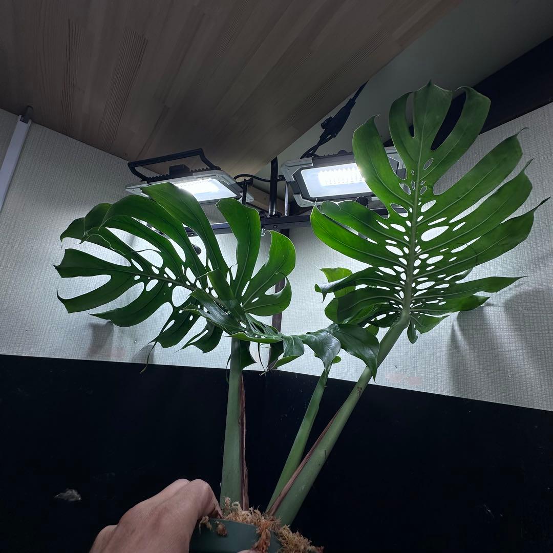 モンステラデリシオーサマクロコズム超希少系統鉢植え78センち