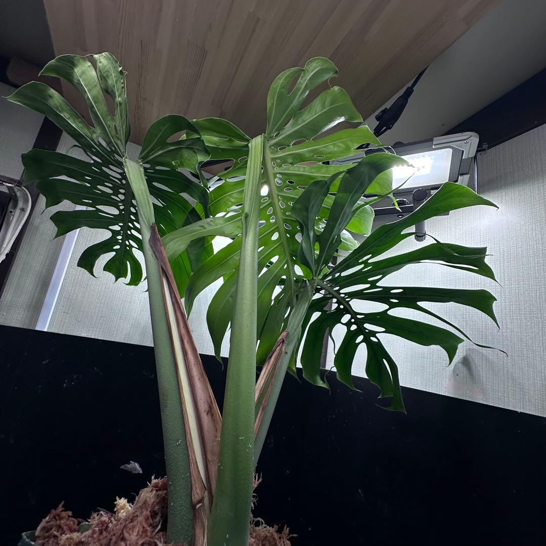 モンステラデリシオーサマクロコズム超希少系統鉢植え78センち