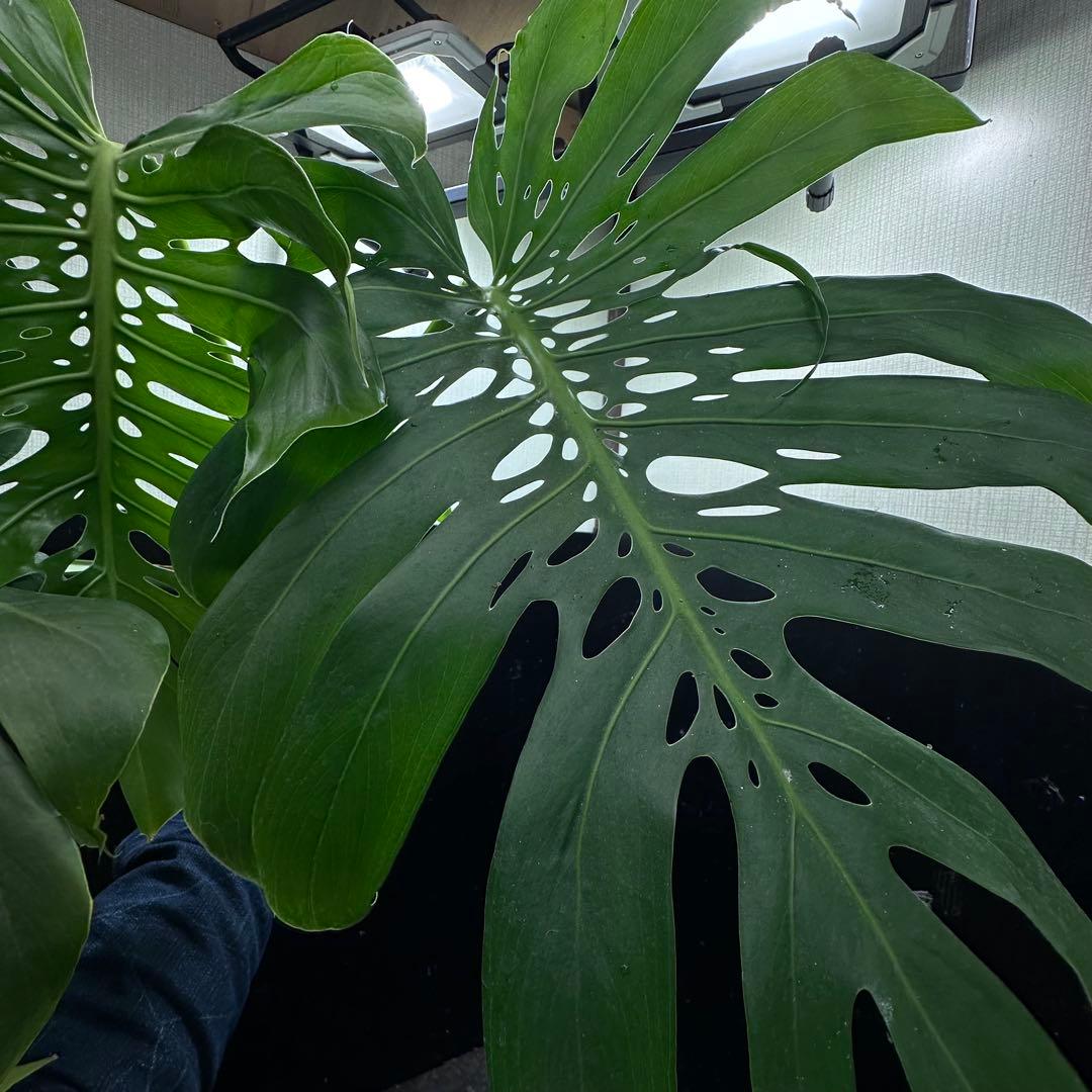 モンステラデリシオーサマクロコズム超希少系統鉢植え78センち