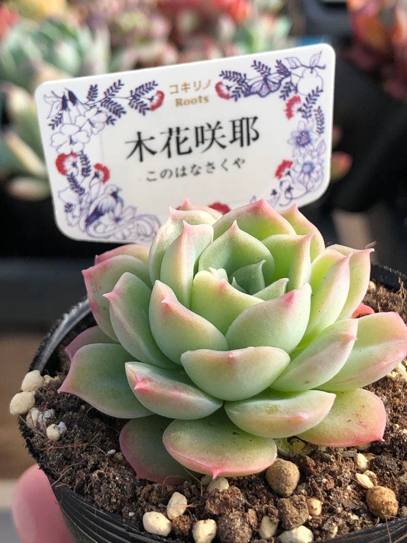 ♡専用出品♡