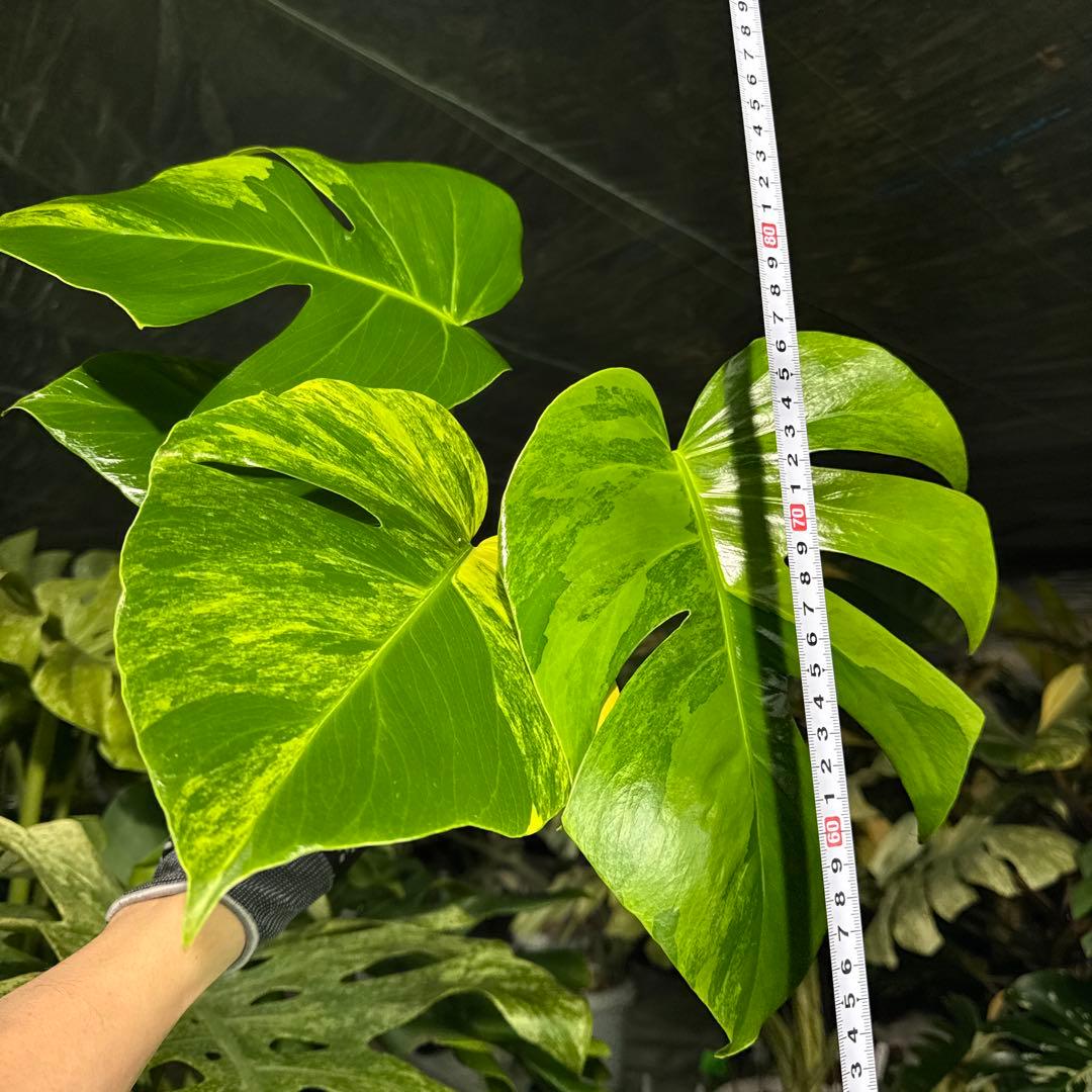 ARR2 モンステラ　ボルギシアナ　オーレア　黄斑　健康成長点カット苗