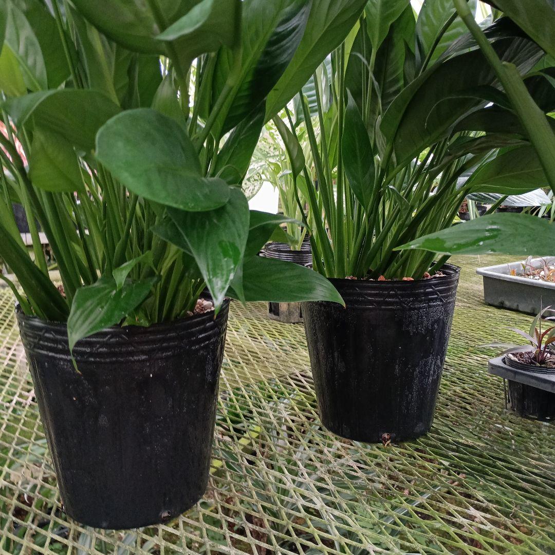 スパティフィラム マウナロア　2026/03/10