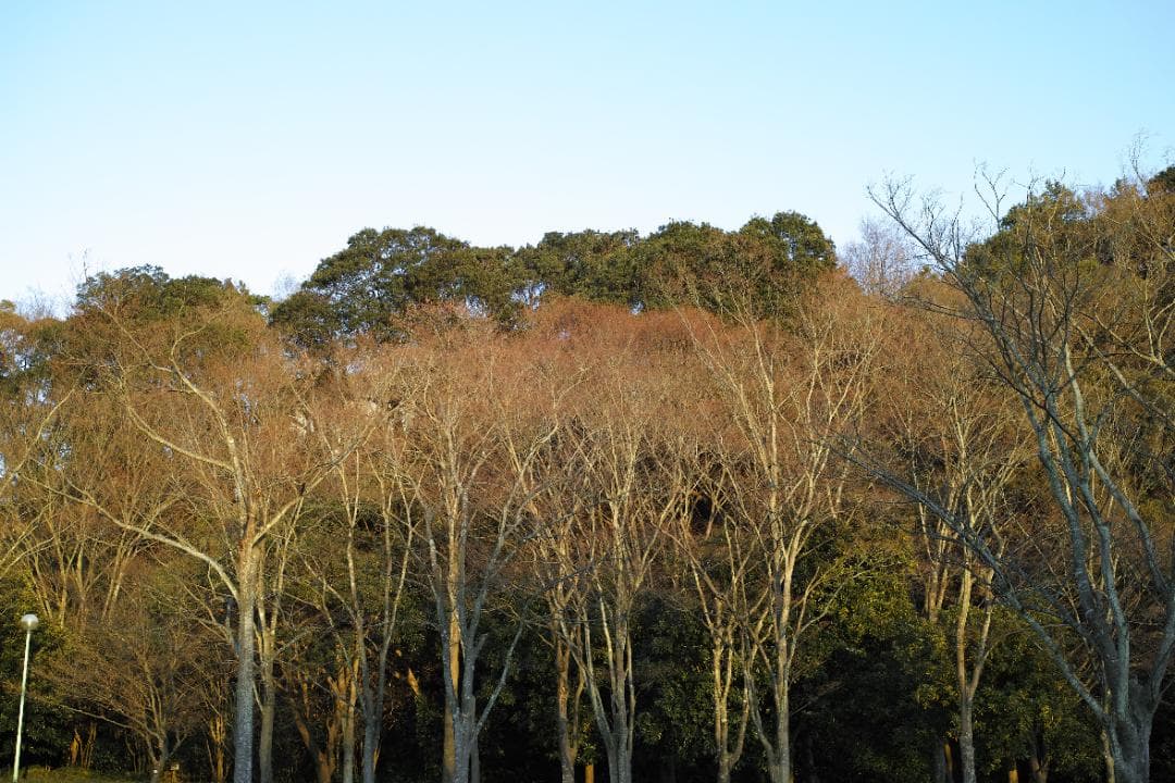 シグマ SIGMA DP2 Merrill＜箱付き＞