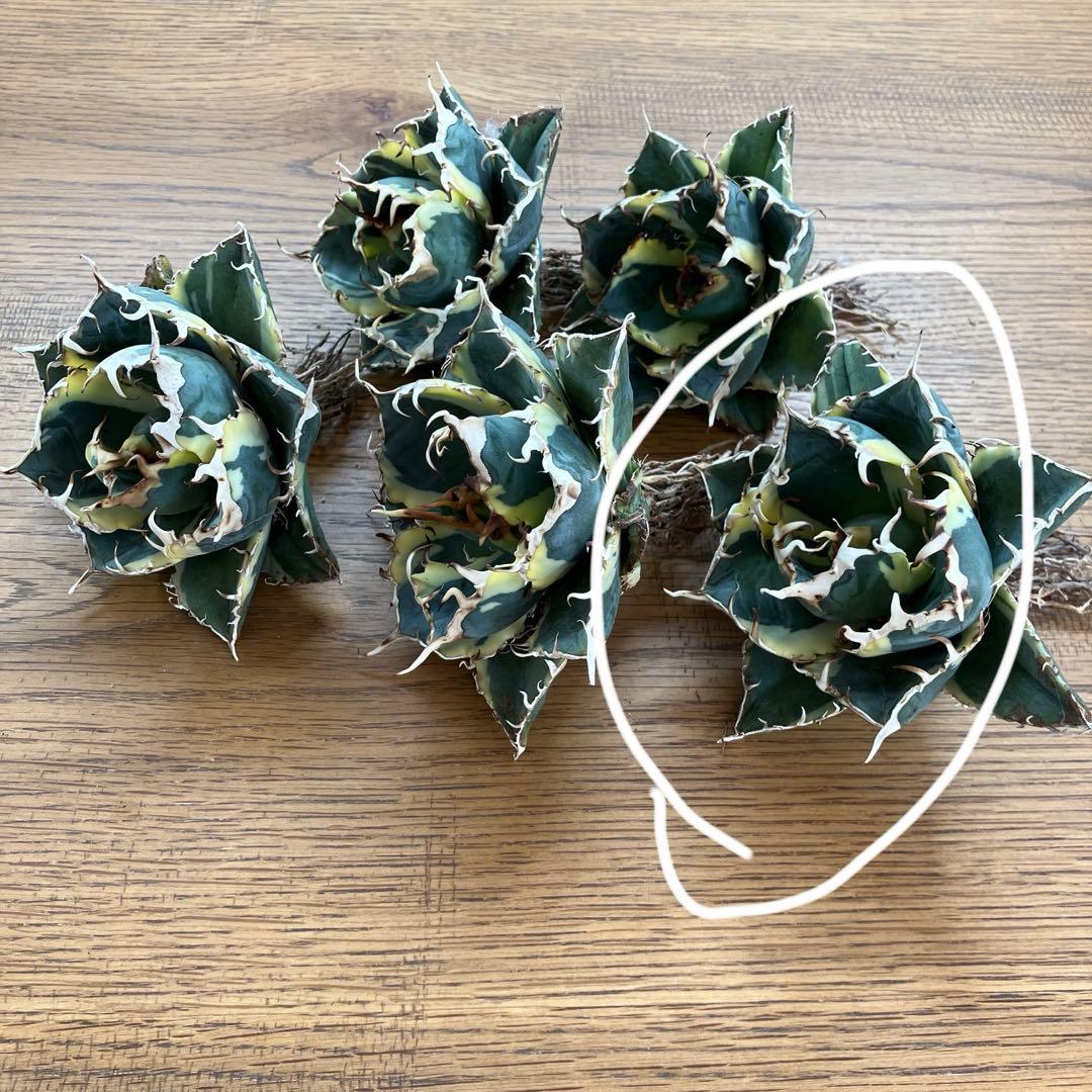 【クリスマスセール】③ボール　特選　特大　アガベ　白鯨錦TC 覆輪斑