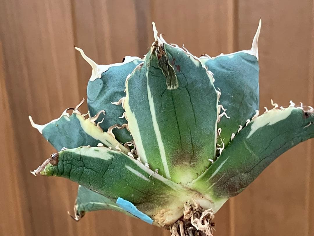 【クリスマスセール】③ボール　特選　特大　アガベ　白鯨錦TC 覆輪斑