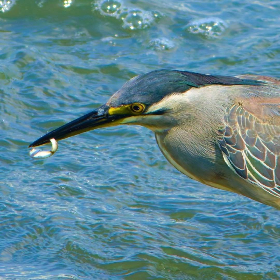 【taku】SIGMA 400mm f5.6 APOテレマクロカビ箇所有り