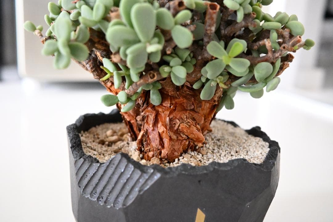 Ceraria pygmaea×N/OH　ケラリア ピグマエア　コレクション株